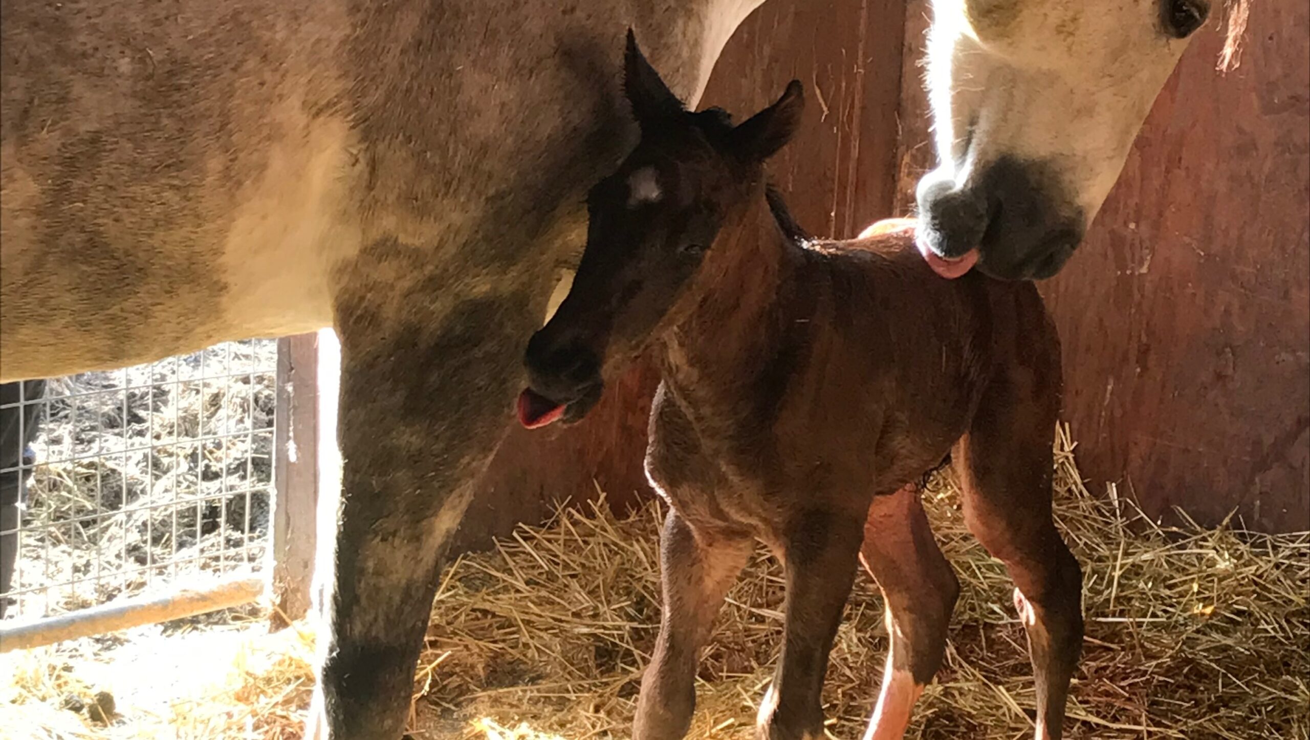 Fundraiser For Kelsi Dufour By Peggy Hulin Newborn Colt Medical Expenses